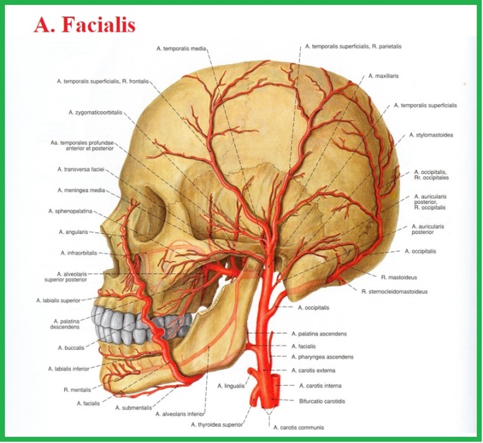 В статье под названием артерия жизни рассказывается. Лобная ветвь поверхностной височной артерии. Височная артерия анатомия. Поверхностная височная артерия топография. Наружная Сонная артерия анатомия.