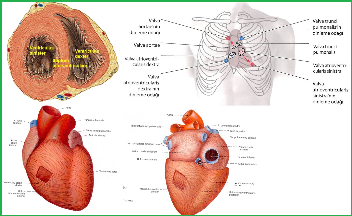 Cordis латынь. Строение сердца sulcus coronarius. Левый желудочек сердца (ventriculus Sinister):. Укажите створки valva atrioventricularis sinistra.