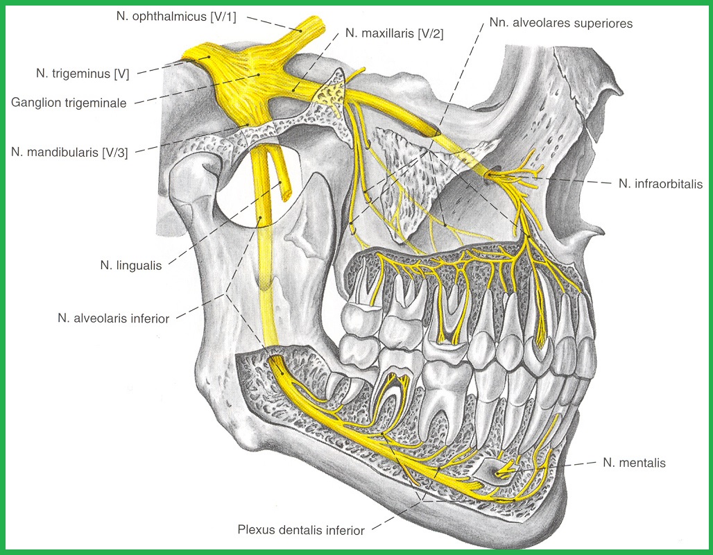 Зубной на латыни. Анатомия нижней челюсти нерв. Тройничный нерв nervus trigeminus. Альвеолярный нерв нижней челюсти. Альвеолярный нерв анатомия.
