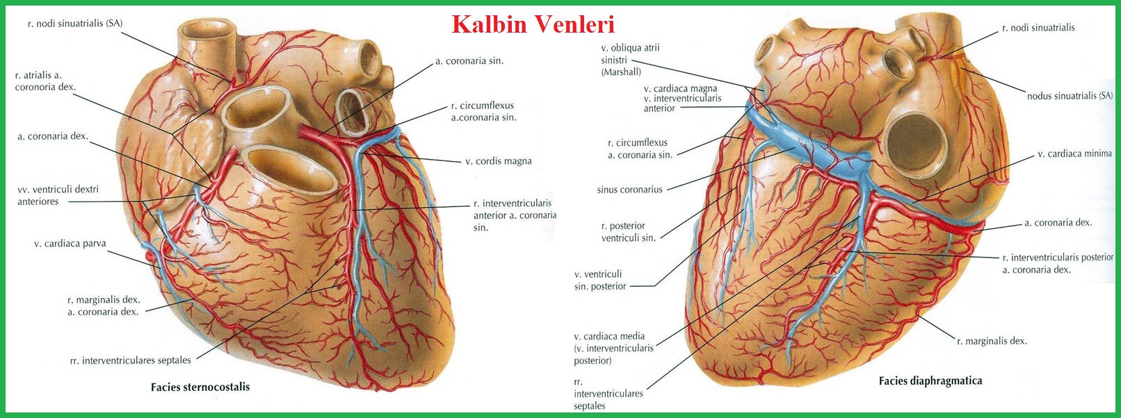 Cordis латынь. Грудино реберная поверхность сердца анатомия. Строение сердца sulcus coronarius.