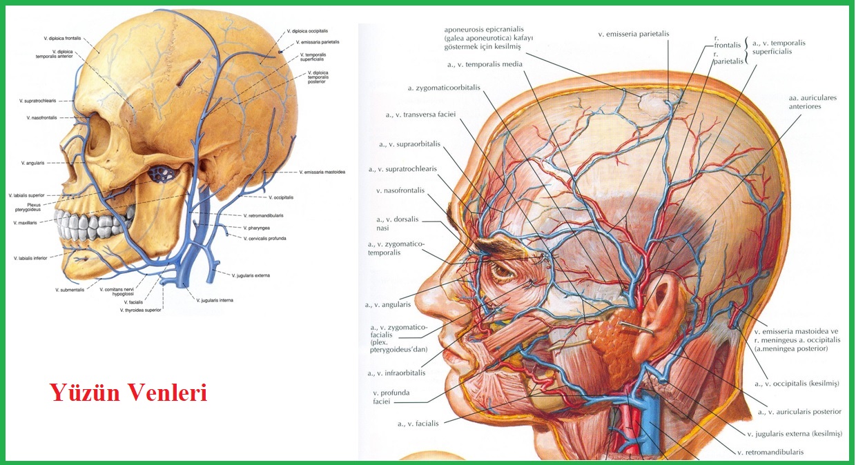 Сосуды на лбу. Кровоснабжение лица топографическая анатомия. Наружная Сонная артерия анатомия. Артерии лица топографическая анатомия.